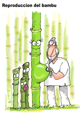 bambu_embarazado