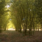 Reforestación con bambú